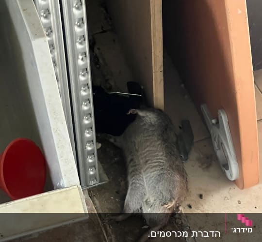 עכבר מת על מלכודת דבק בין לוחות עץ